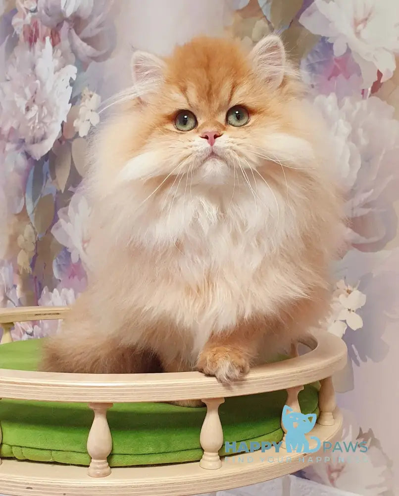 Ponochka British Longhair female black golden shaded live animals