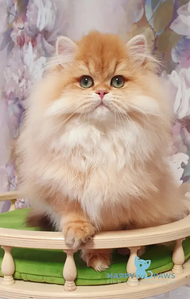 Ponochka British Longhair female black golden shaded live animals