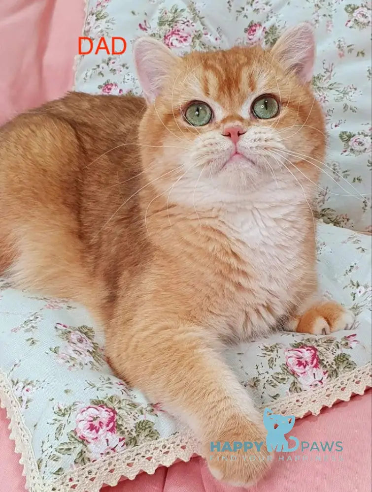 Ponochka British Longhair female black golden shaded live animals