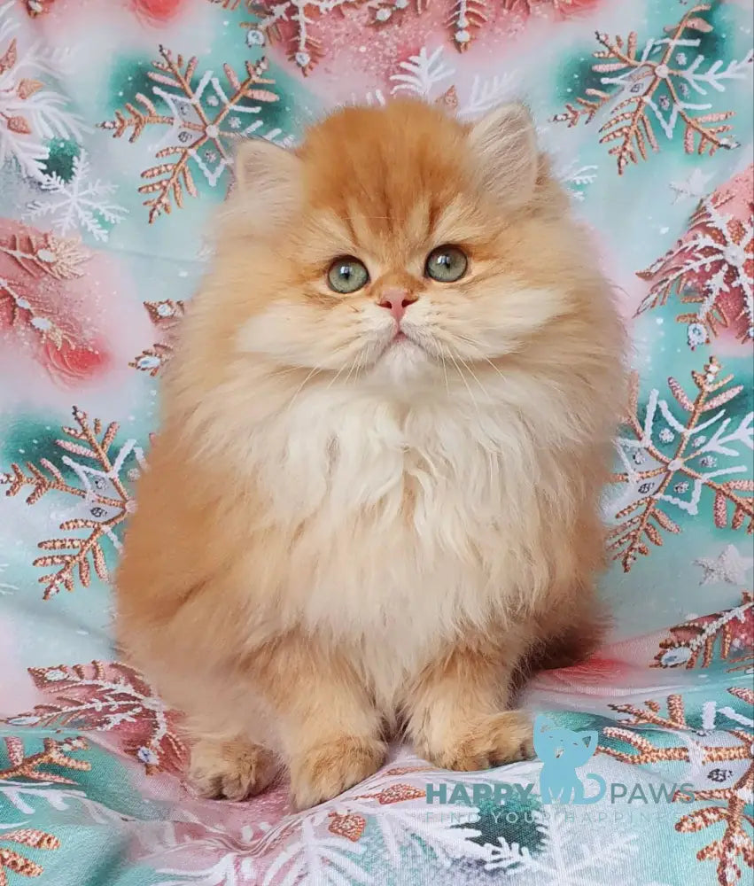 Ponochka British Longhair female black golden shaded live animals