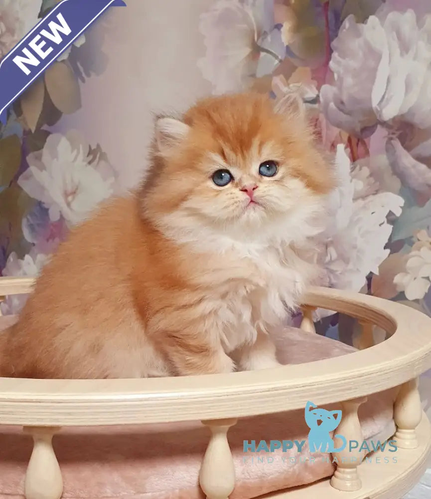 Ponochka British Longhair female black golden shaded live animals