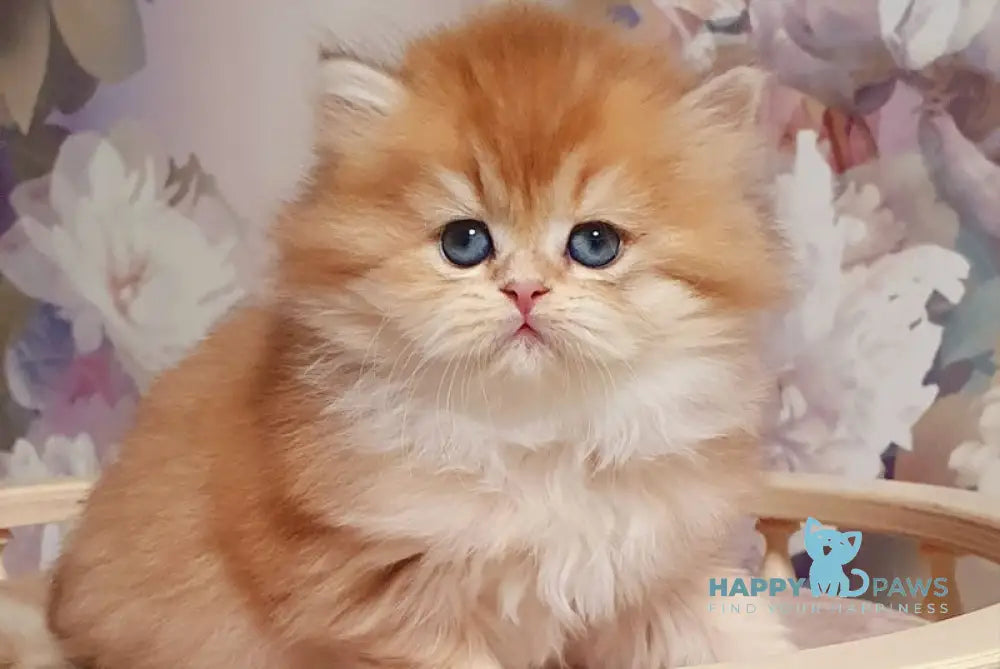 Ponochka British Longhair female black golden shaded live animals