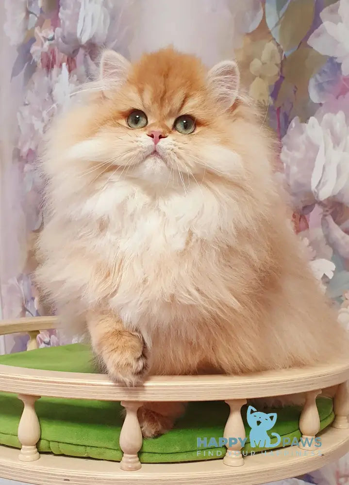 Ponochka British Longhair female black golden shaded live animals