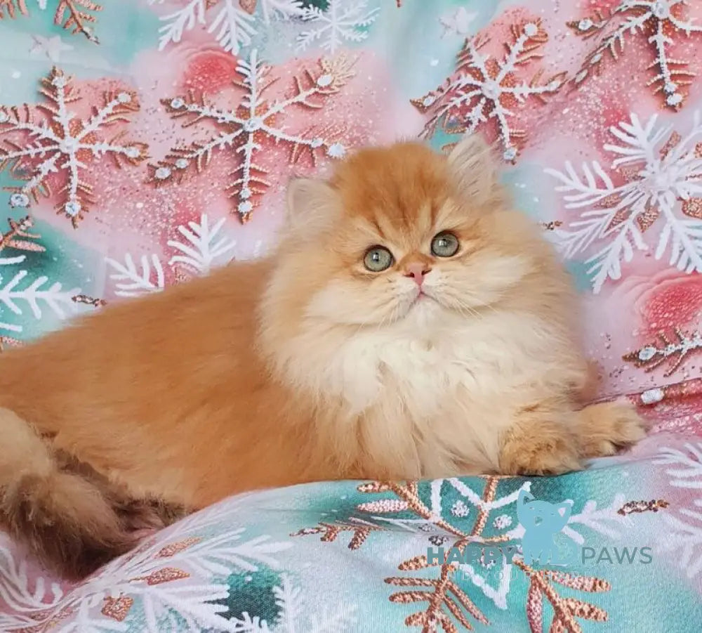 Ponochka British Longhair female black golden shaded live animals