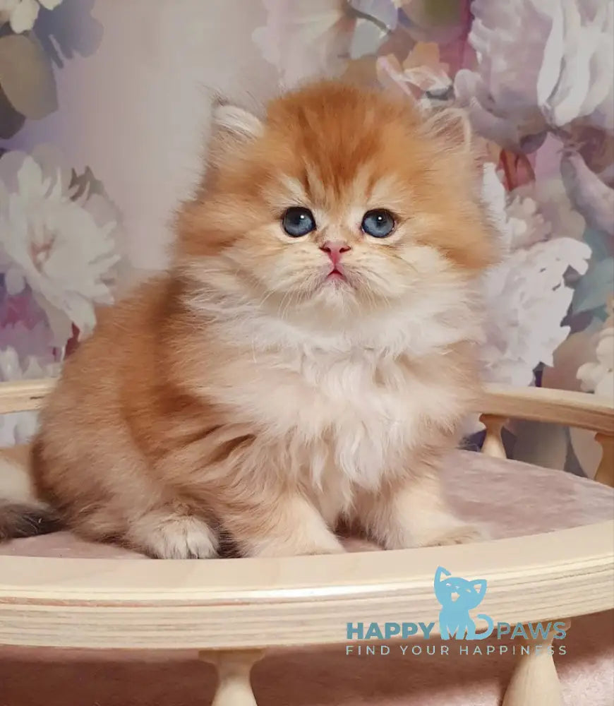 Ponochka British Longhair female black golden shaded live animals