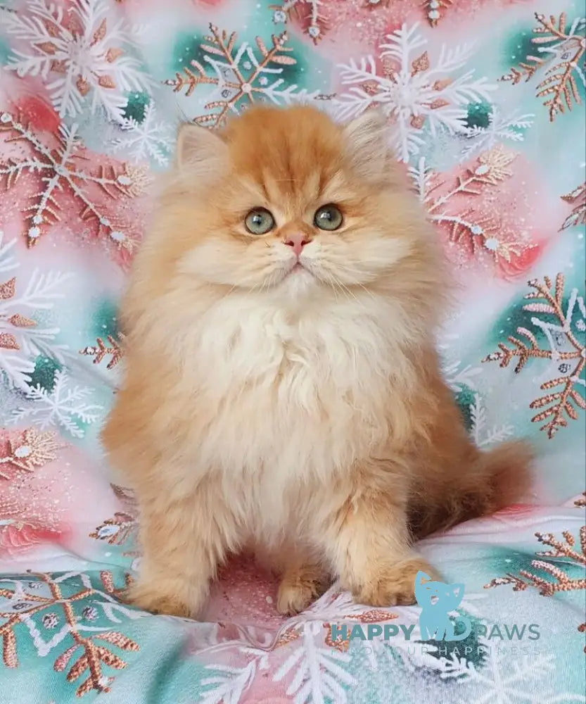 Ponochka British Longhair female black golden shaded live animals