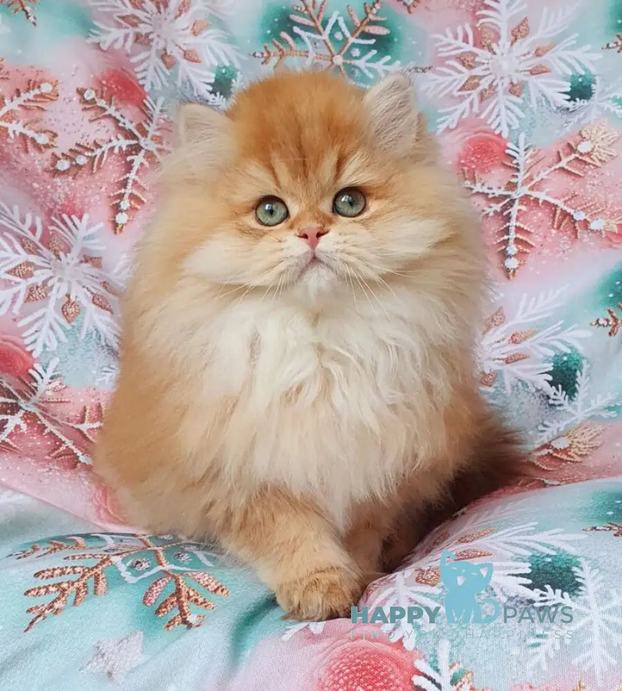 Ponochka British Longhair female black golden shaded live animals