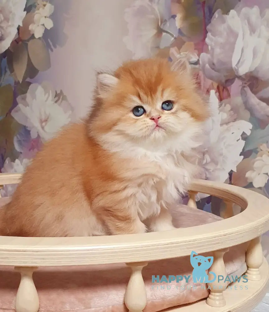 Ponochka British Longhair female black golden shaded live animals