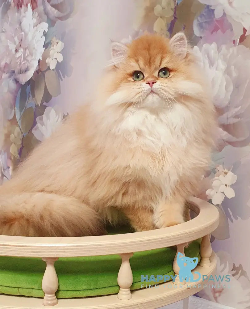 Ponochka British Longhair female black golden shaded live animals