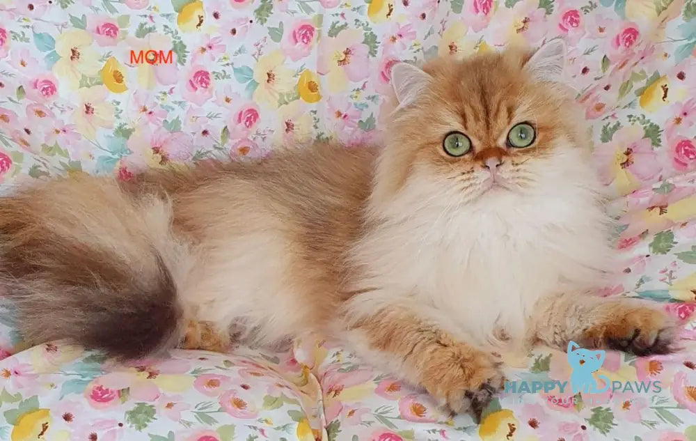 Ponochka British Longhair female black golden shaded live animals