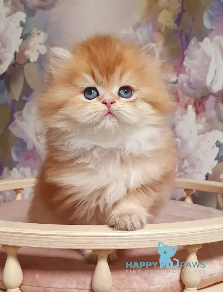 Ponochka British Longhair female black golden shaded live animals