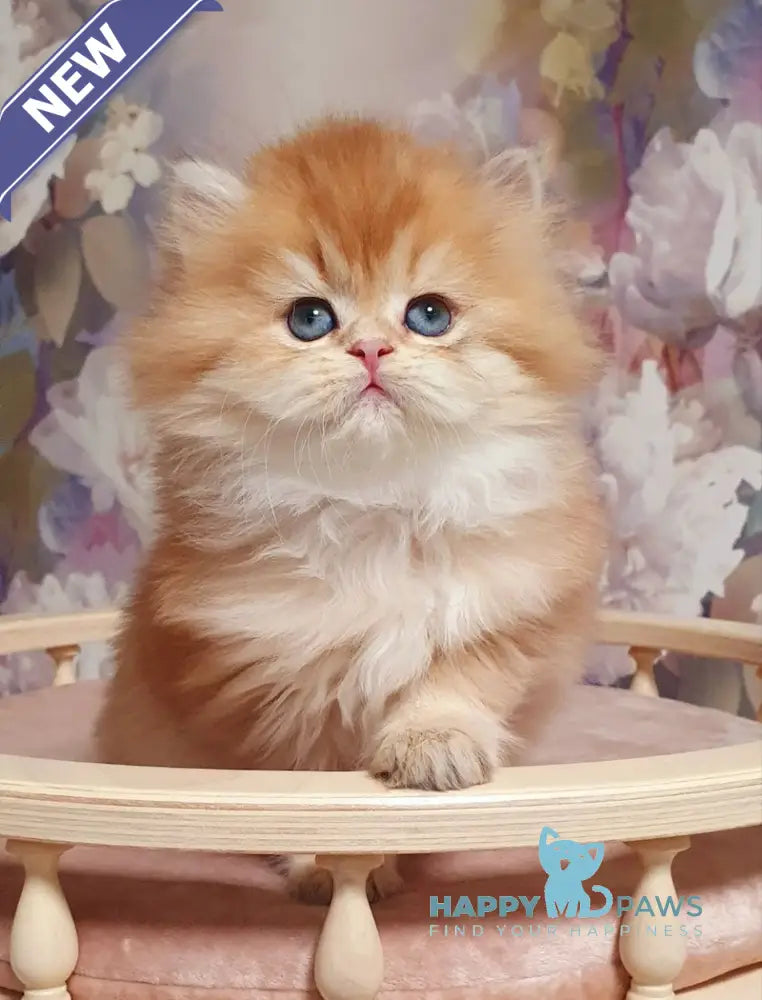 Ponochka British Longhair female black golden shaded live animals