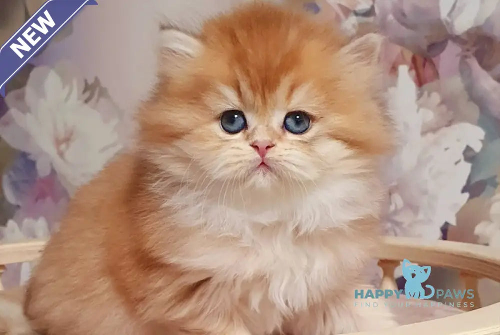 Ponochka British Longhair female black golden shaded live animals