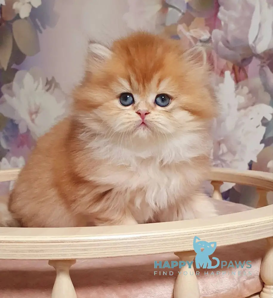 Ponochka British Longhair female black golden shaded live animals