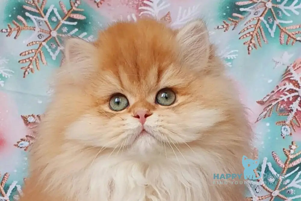 Ponochka British Longhair female black golden shaded live animals