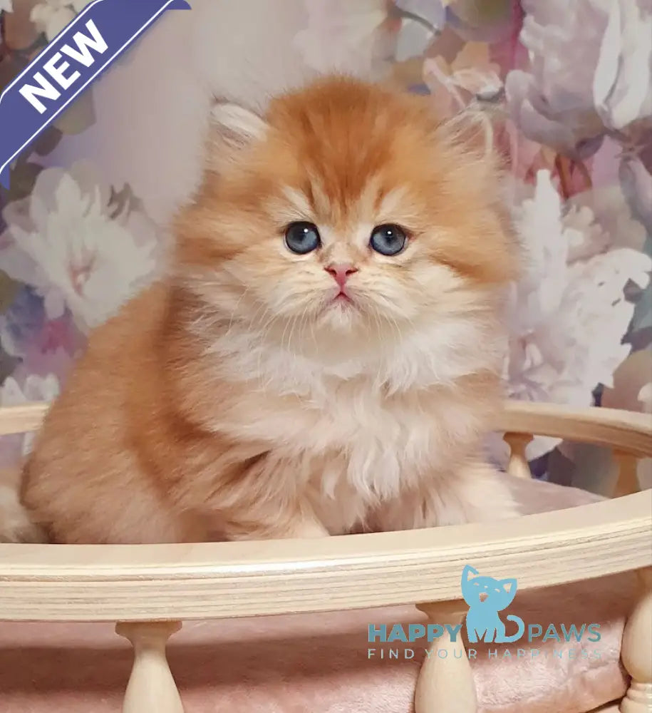 Ponochka British Longhair female black golden shaded live animals