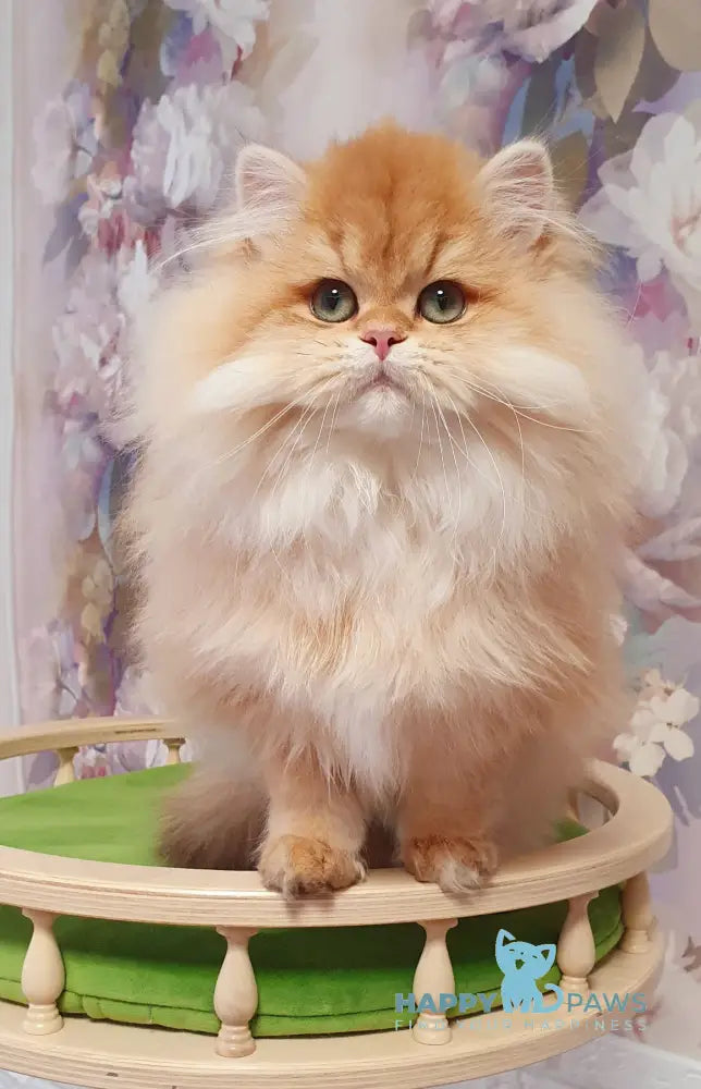 Ponochka British Longhair female black golden shaded live animals