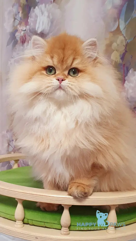 Ponochka British Longhair female black golden shaded live animals