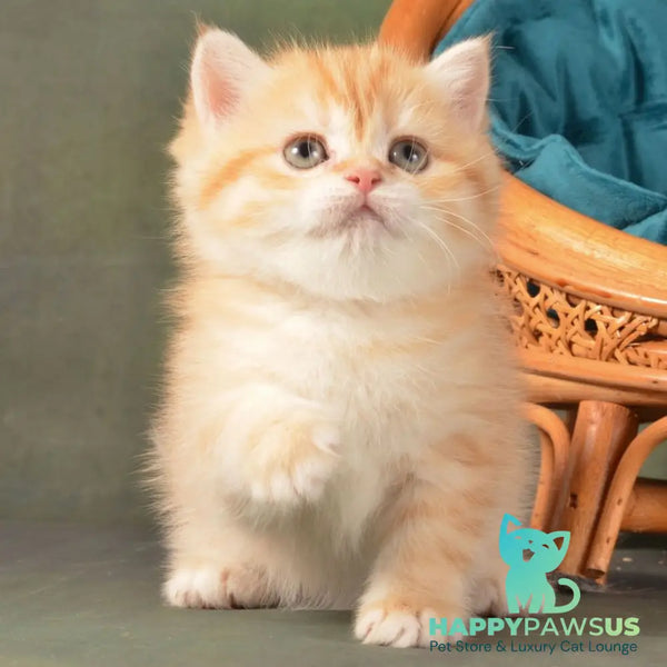 Ponochka British Shorthair female cinnamon golden chinchilla - live animals