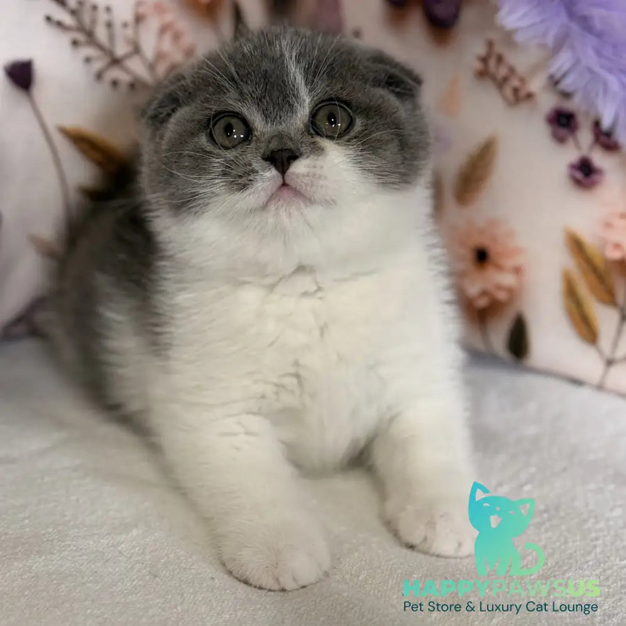 Ponochka Scottish Fold female blue bicolour - live animals