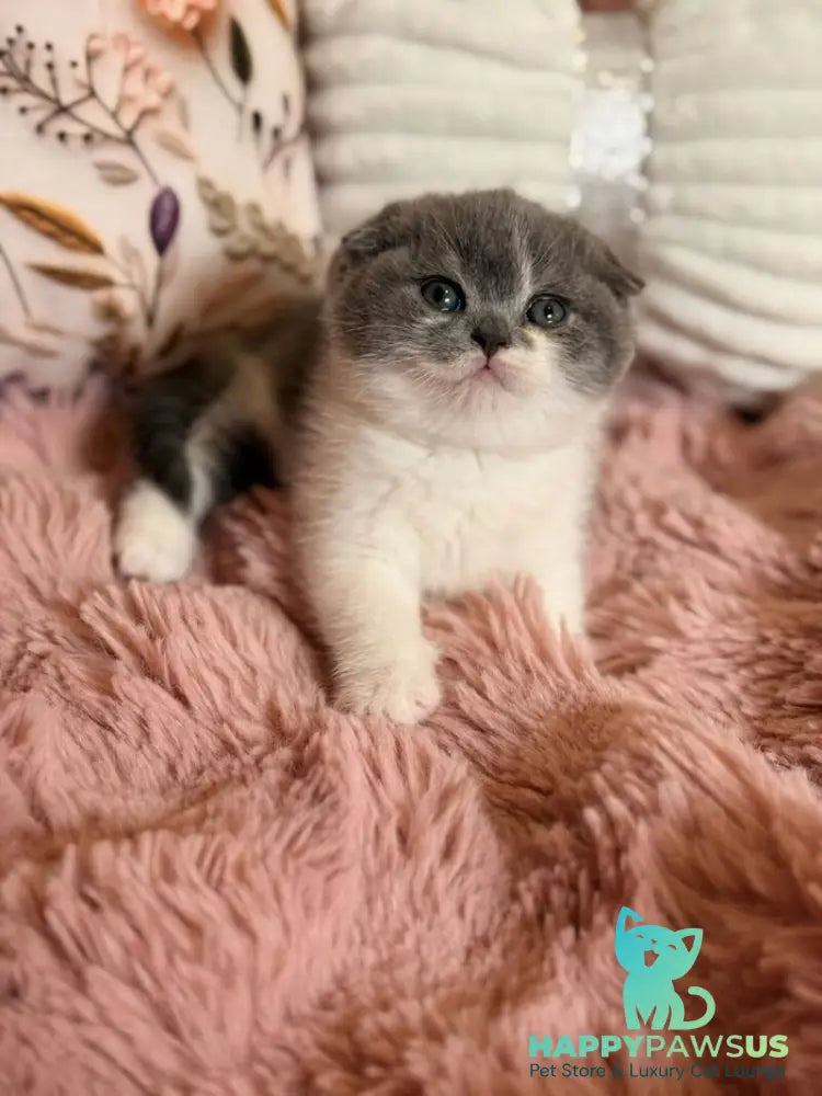Ponochka Scottish Fold female blue bicolour - live animals
