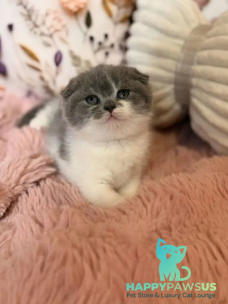 Ponochka Scottish Fold female blue bicolour - live animals