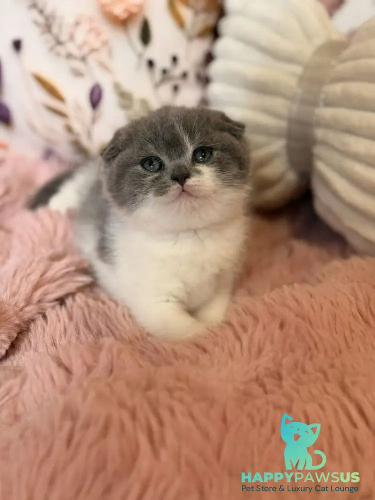 Ponochka Scottish Fold female blue bicolour - live animals