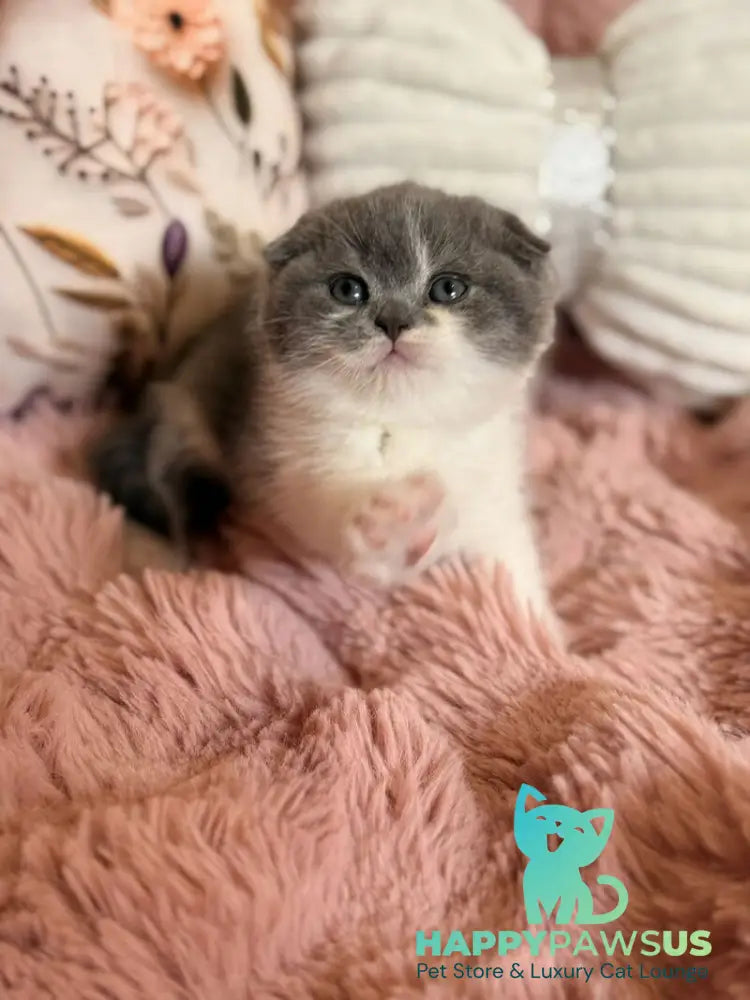 Ponochka Scottish Fold female blue bicolour - live animals