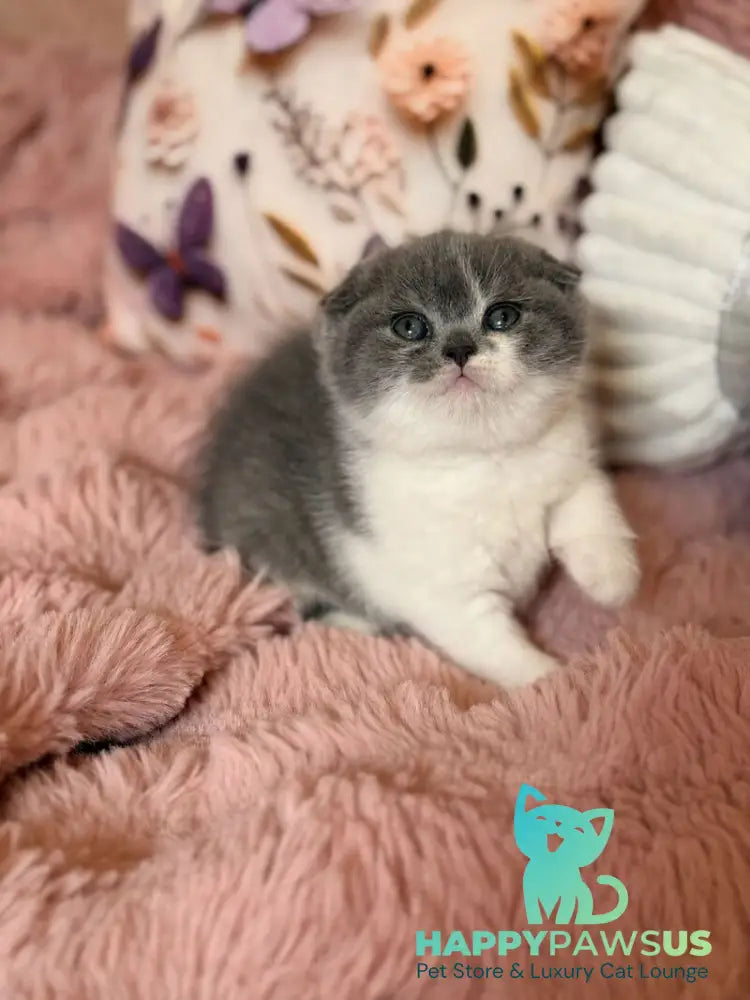 Ponochka Scottish Fold female blue bicolour - live animals