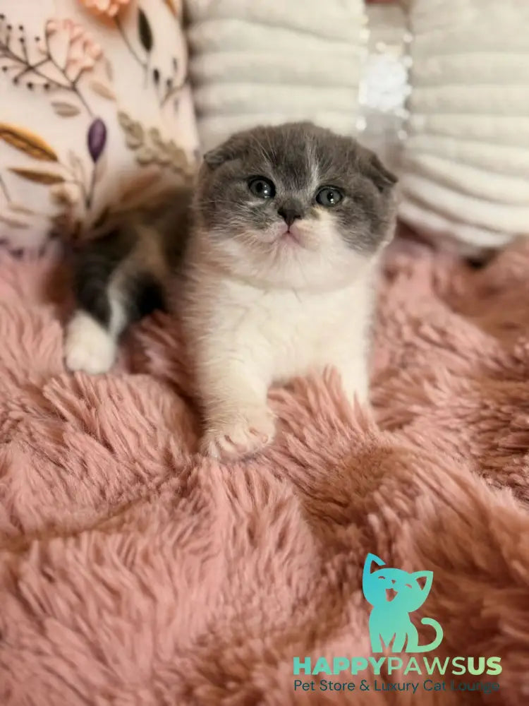 Ponochka Scottish Fold female blue bicolour - live animals