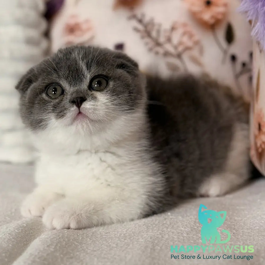 Ponochka Scottish Fold female blue bicolour - live animals