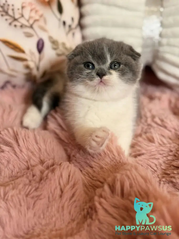 Ponochka Scottish Fold female blue bicolour - live animals