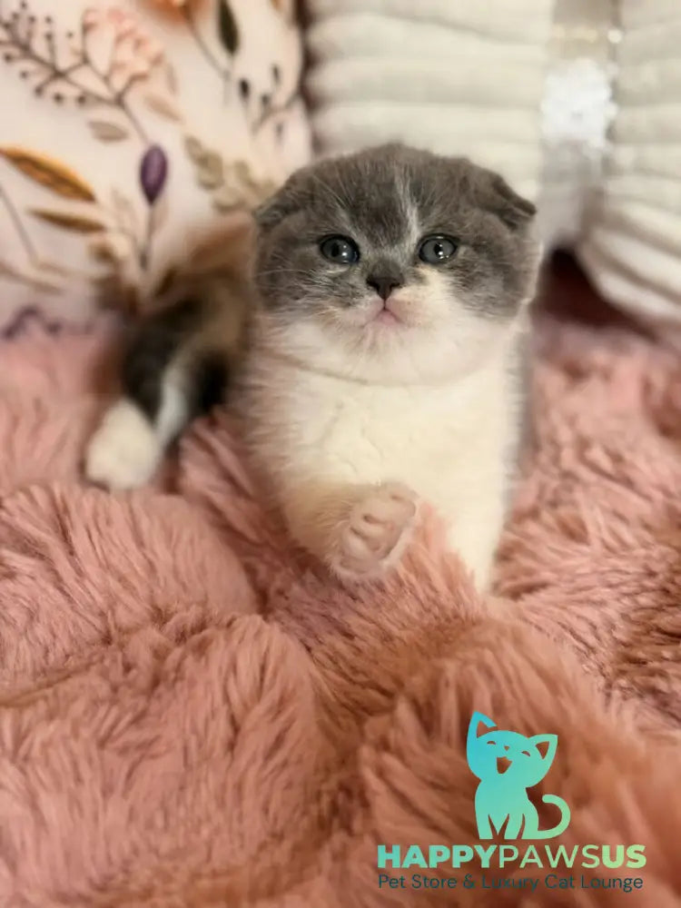 Ponochka Scottish Fold female blue bicolour - live animals