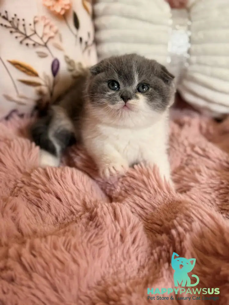 Ponochka Scottish Fold female blue bicolour - live animals