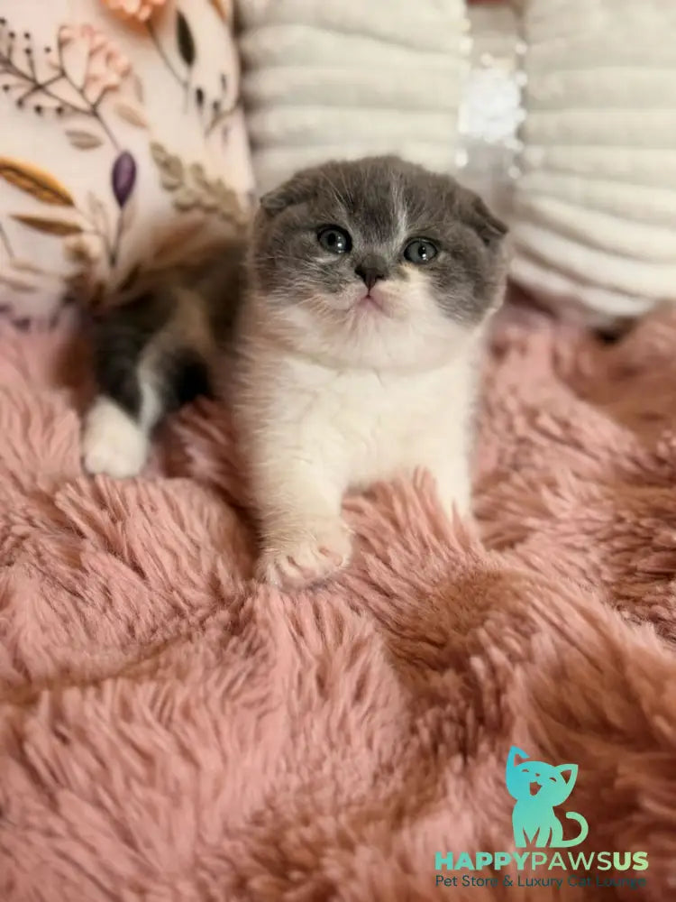 Ponochka Scottish Fold female blue bicolour - live animals