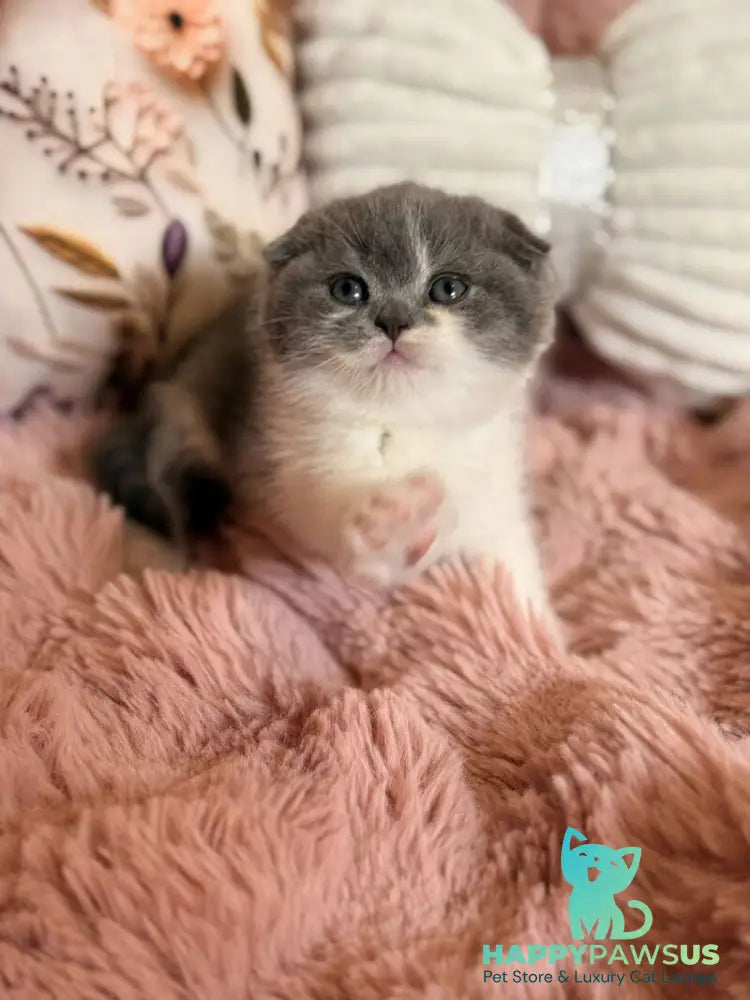 Ponochka Scottish Fold female blue bicolour - live animals