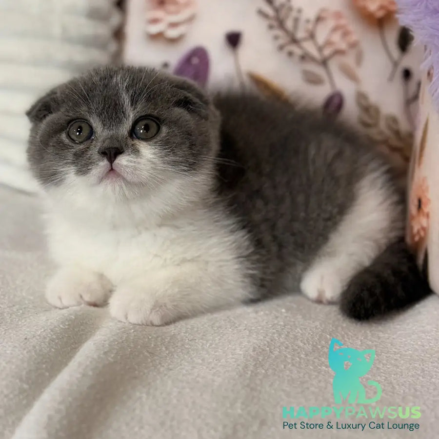 Ponochka Scottish Fold female blue bicolour - live animals