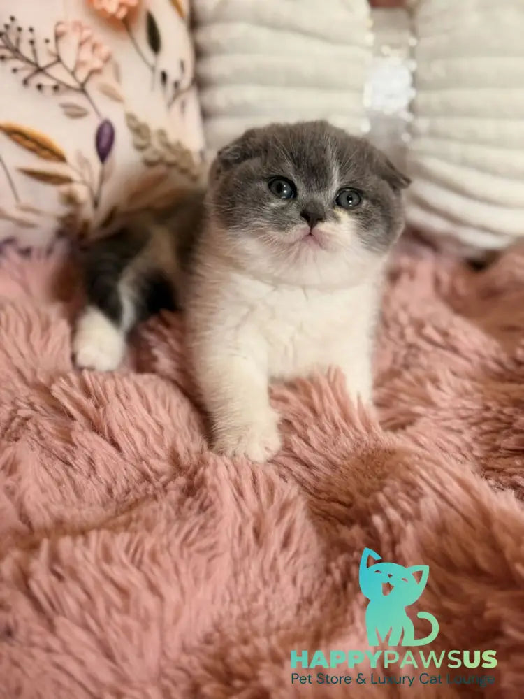 Ponochka Scottish Fold female blue bicolour - live animals