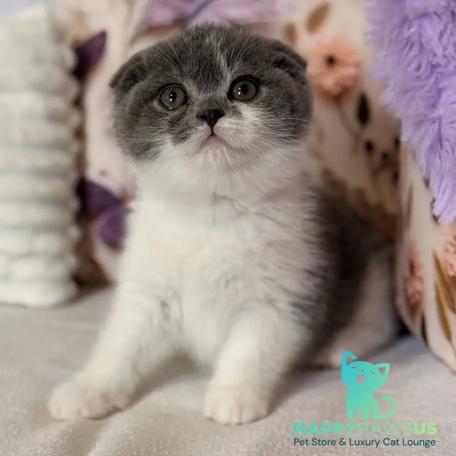 Ponochka Scottish Fold female blue bicolour - live animals