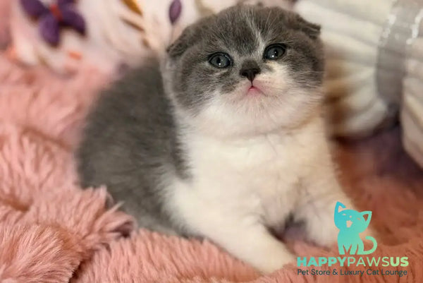 Ponochka Scottish Fold female blue bicolour - live animals
