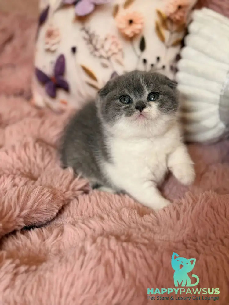 Ponochka Scottish Fold female blue bicolour - live animals
