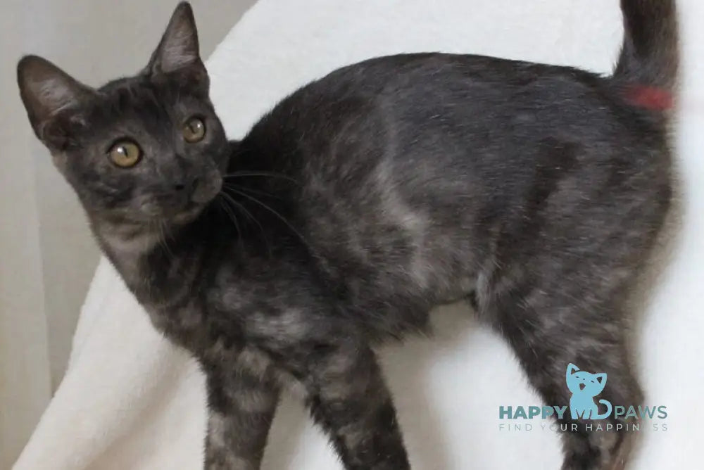 Ponti Bengal male black silver live animals