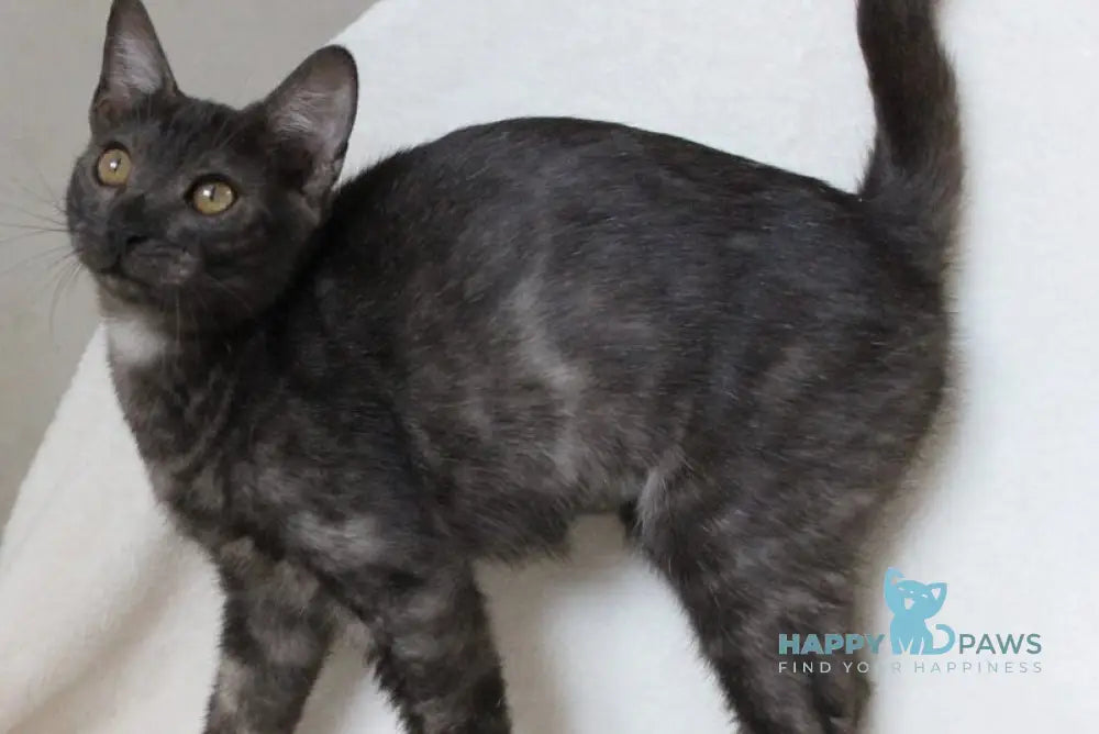 Ponti Bengal male black silver live animals