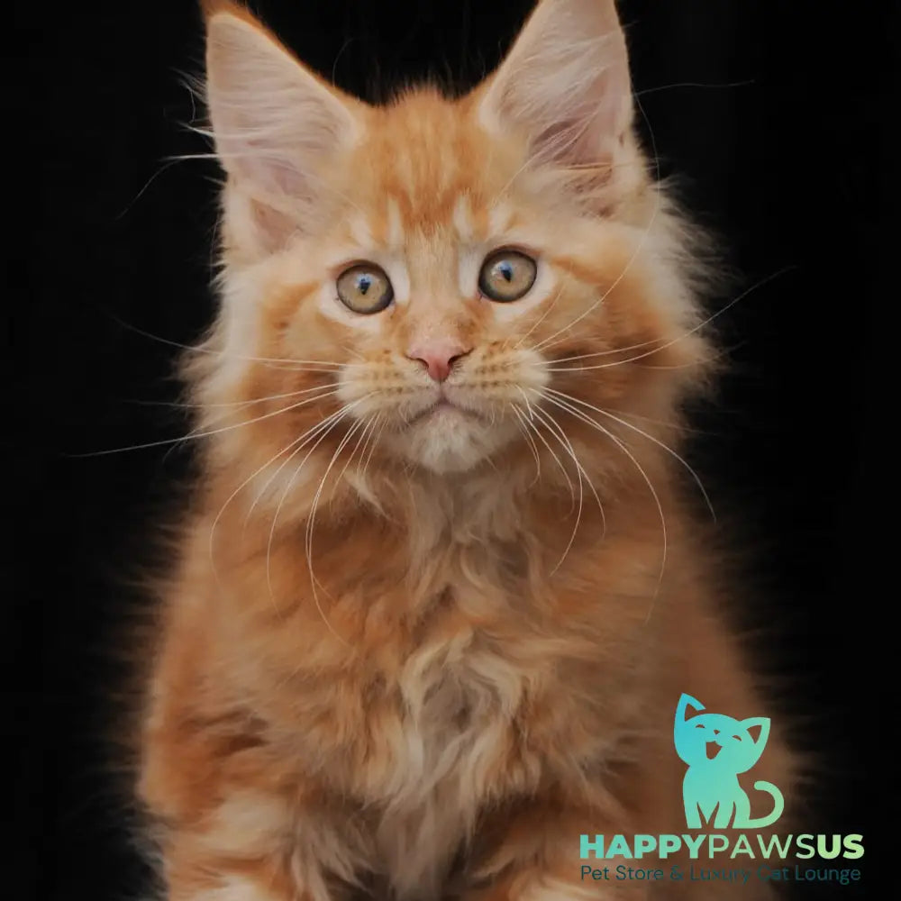 Pontiac Deluxe Maine Coon polydactyl 6x6x6x6 male red - live animals