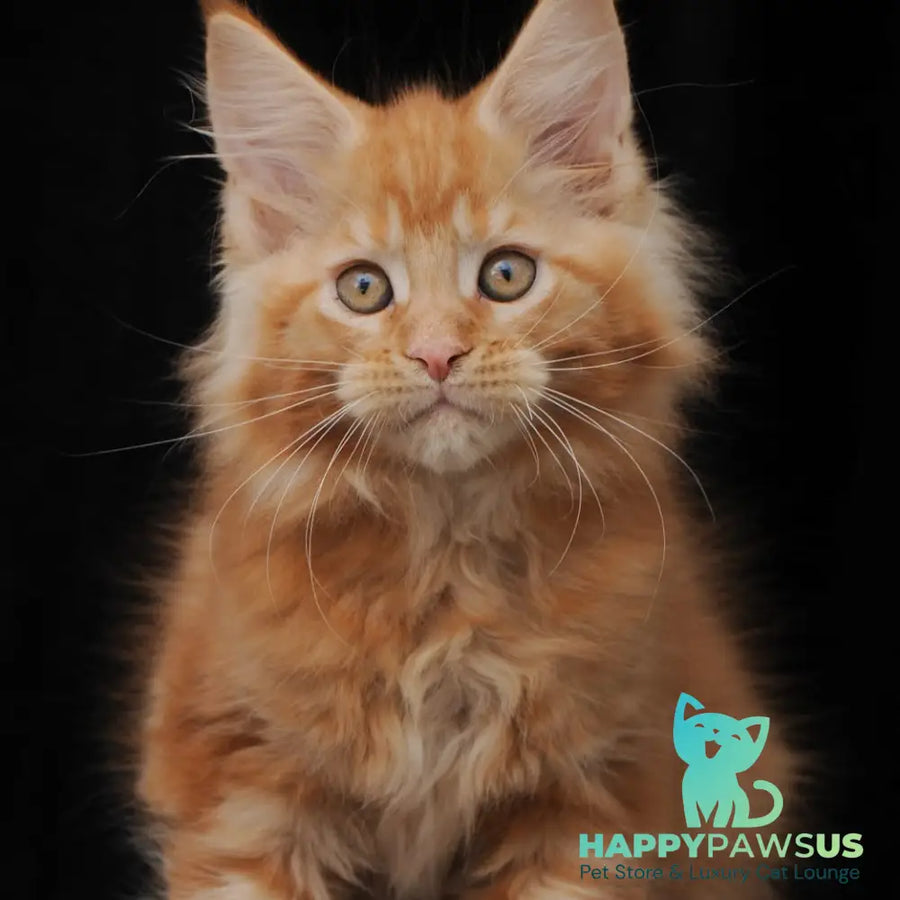 Pontiac Deluxe Maine Coon polydactyl 6x6x6x6 male red - live animals