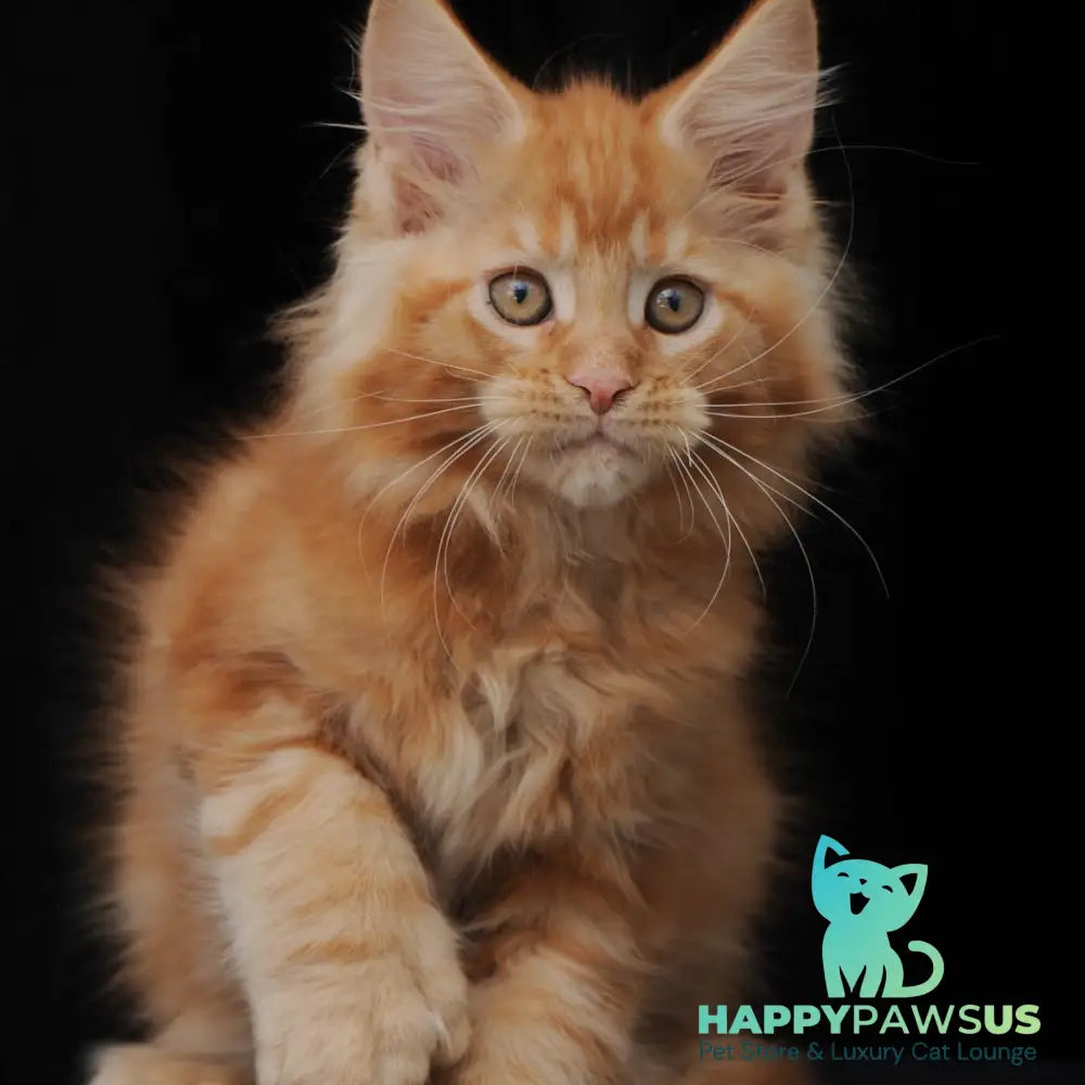 Pontiac Deluxe Maine Coon polydactyl 6x6x6x6 male red - live animals