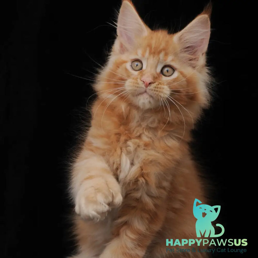 Pontiac Deluxe Maine Coon polydactyl 6x6x6x6 male red - live animals