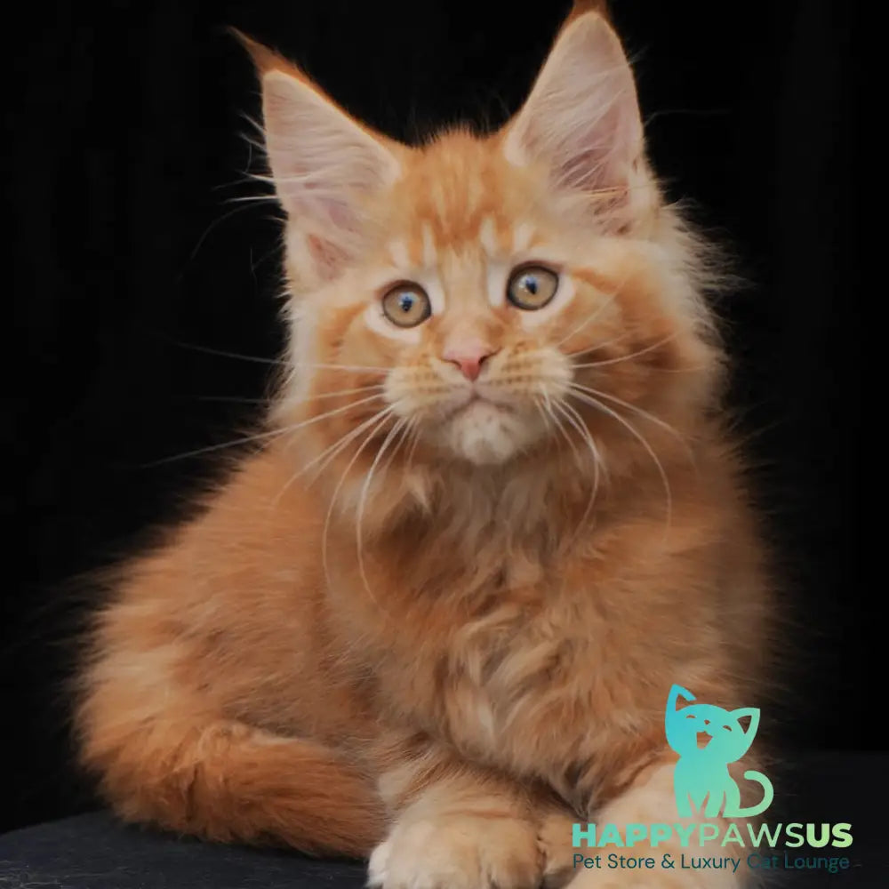 Pontiac Deluxe Maine Coon polydactyl 6x6x6x6 male red - live animals