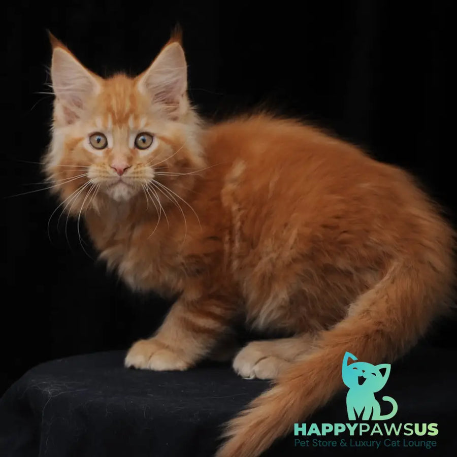 Pontiac Deluxe Maine Coon polydactyl 6x6x6x6 male red - live animals