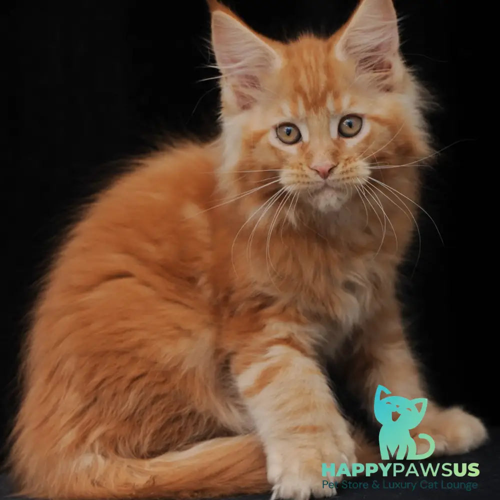Pontiac Deluxe Maine Coon polydactyl 6x6x6x6 male red - live animals